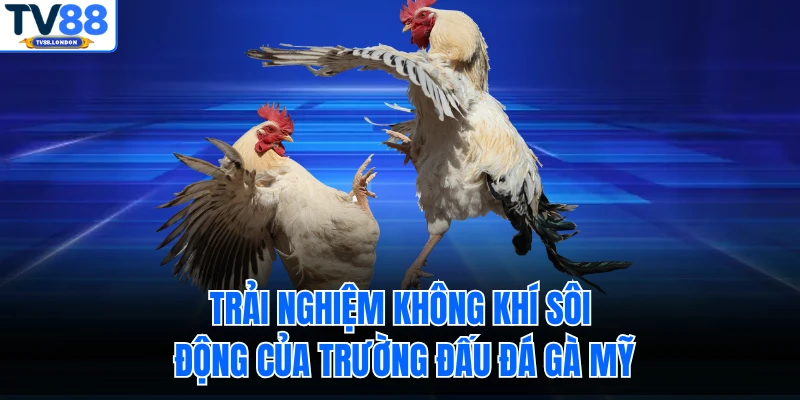 Trải nghiệm không khí sôi động của trường đấu đá gà Mỹ