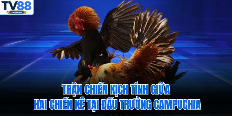 Trận chiến kịch tính giữa hai chiến kê tại đấu trường Campuchia